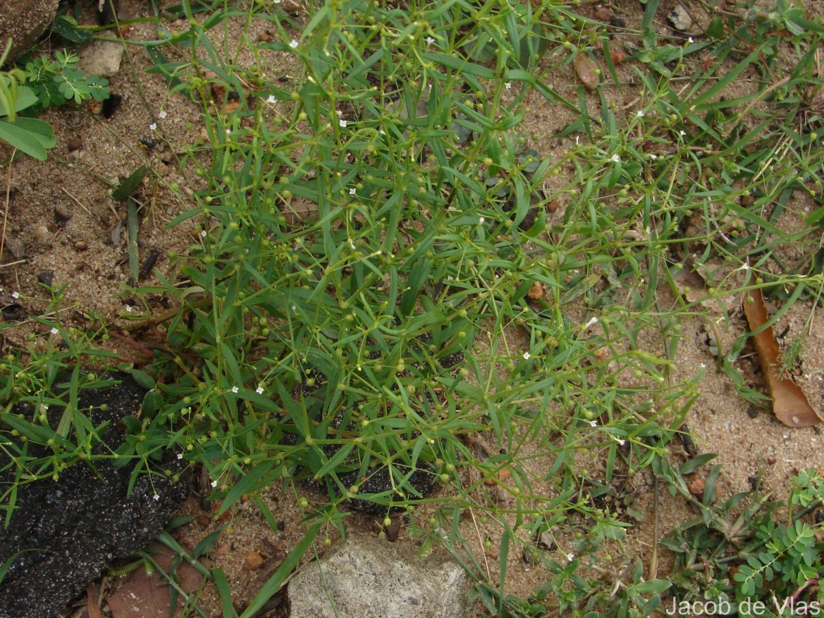 Oldenlandia herbacea (L.) Roxb.